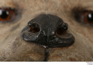 Striped Hyena Hyaena hyaena nose 0003.jpg